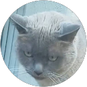 Borg Rotzank Borg Rotzank